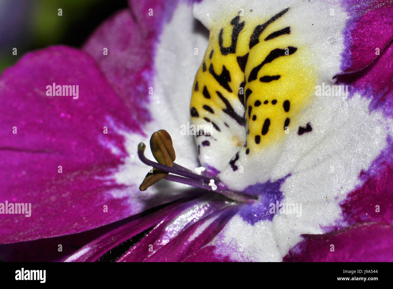 Blume, Pflanze, Blüte, Blüte, blühen, blühende, Blütenblätter, Bauernorchidee, Stockfoto