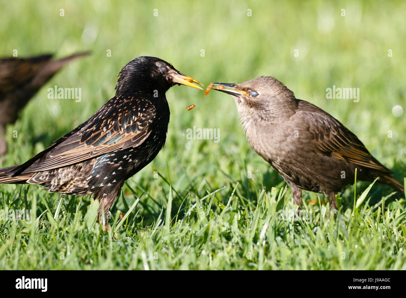 1. Juni 2017. UK Wetter. Ein jugendlicher Starling wird ein Schluck Mehlwürmer an einem warmen, sonnigen Morgen in East Sussex, UK Credit: Ed Brown/Alamy Leben Nachrichten Fed Stockfoto