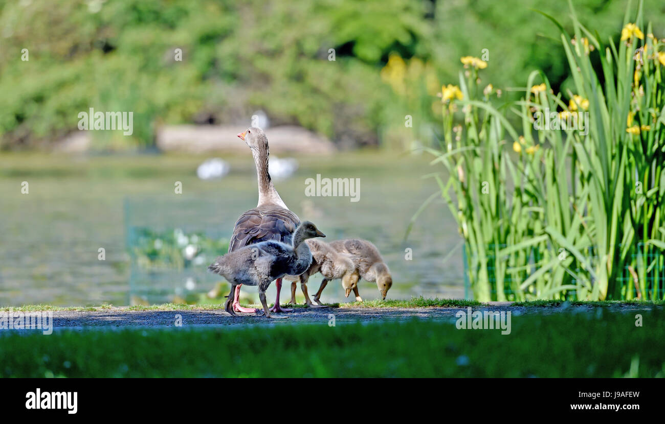 Brighton, UK. 1. Juni 2017. Eine Graugans mit ihren Gänsel genießen Sie die Sonne in Brighton als flammende Juni beginnt mit ein weiterer heißer Tag an der Südküste des Vereinigten Königreichs mit Temperaturen um 26 Grad Celsius Credit erwartet: Simon Dack/Alamy Live News Stockfoto