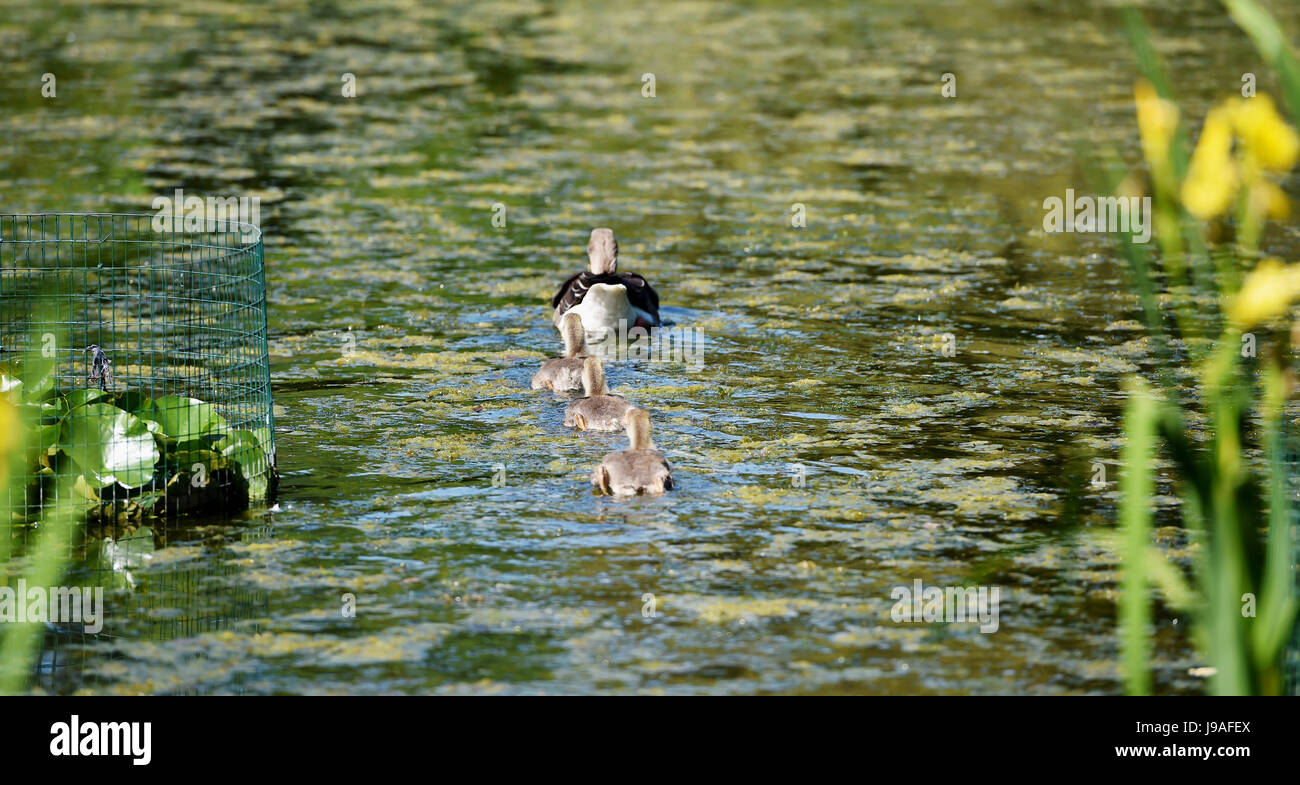 Brighton, UK. 1. Juni 2017. Eine Graugans mit ihren Gänsel genießen Sie die Sonne in Brighton als flammende Juni beginnt mit ein weiterer heißer Tag an der Südküste des Vereinigten Königreichs mit Temperaturen um 26 Grad Celsius Credit erwartet: Simon Dack/Alamy Live News Stockfoto