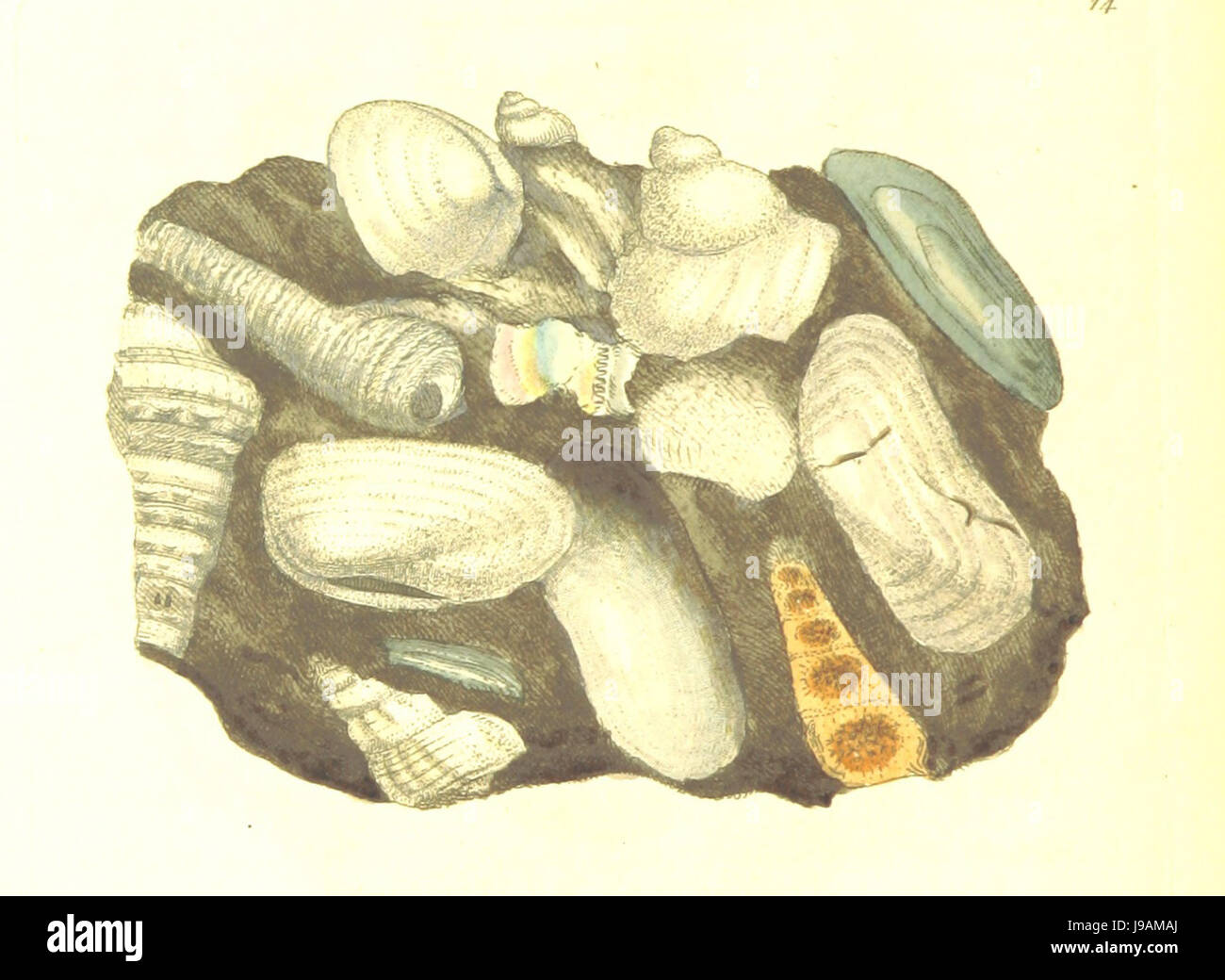 Britische Mineralogie Vol. 1 (1804) p078 T14 ARGILLA Marea. Stockfoto