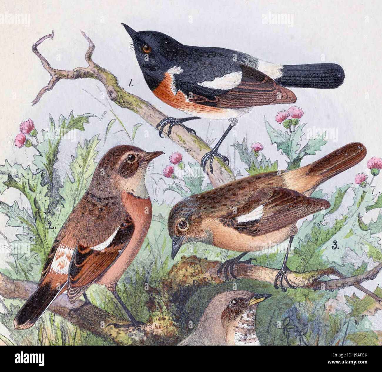 Saxicola Maurus Przewalskii 1889 Stockfoto