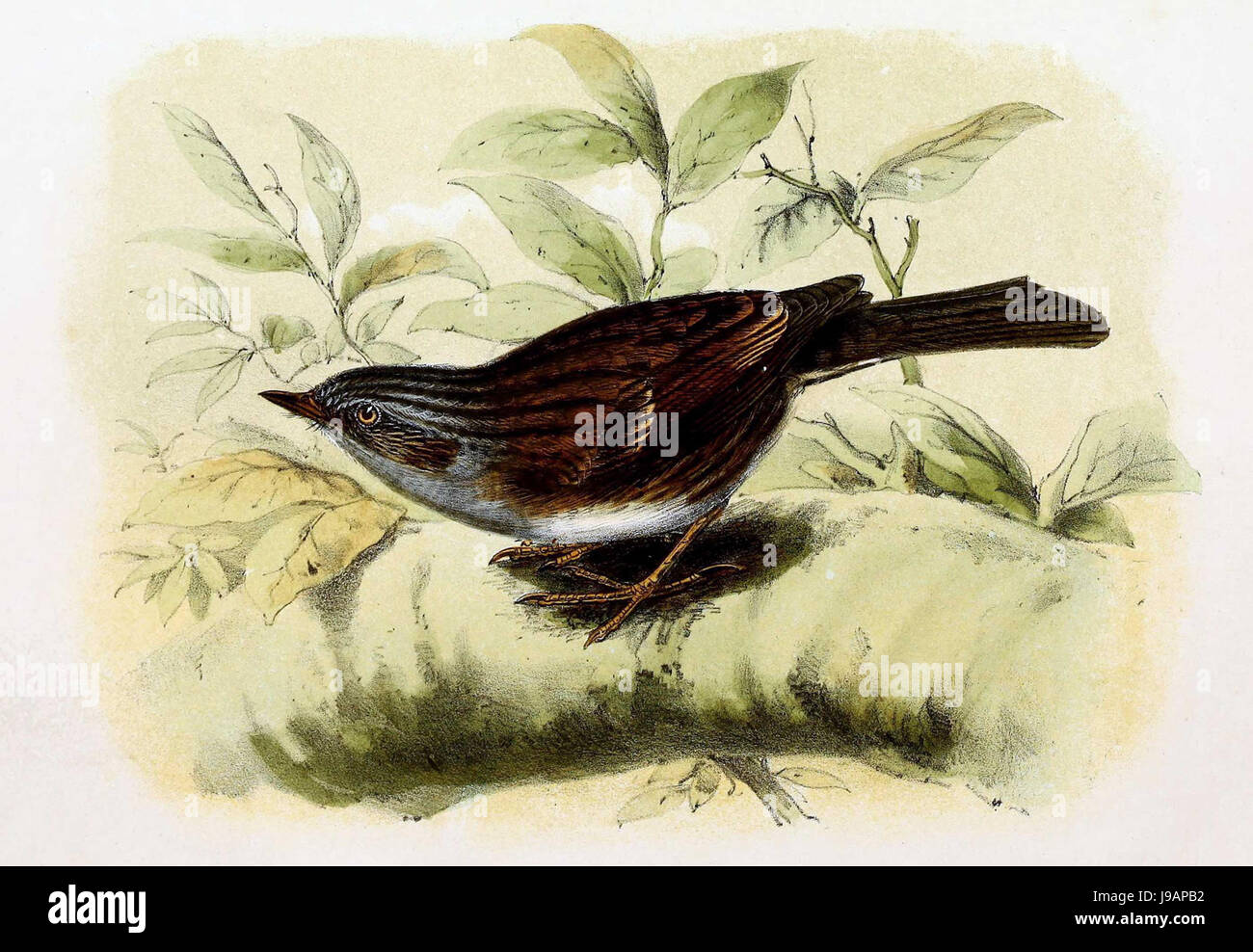 Prunella Modularis 1869 Stockfoto