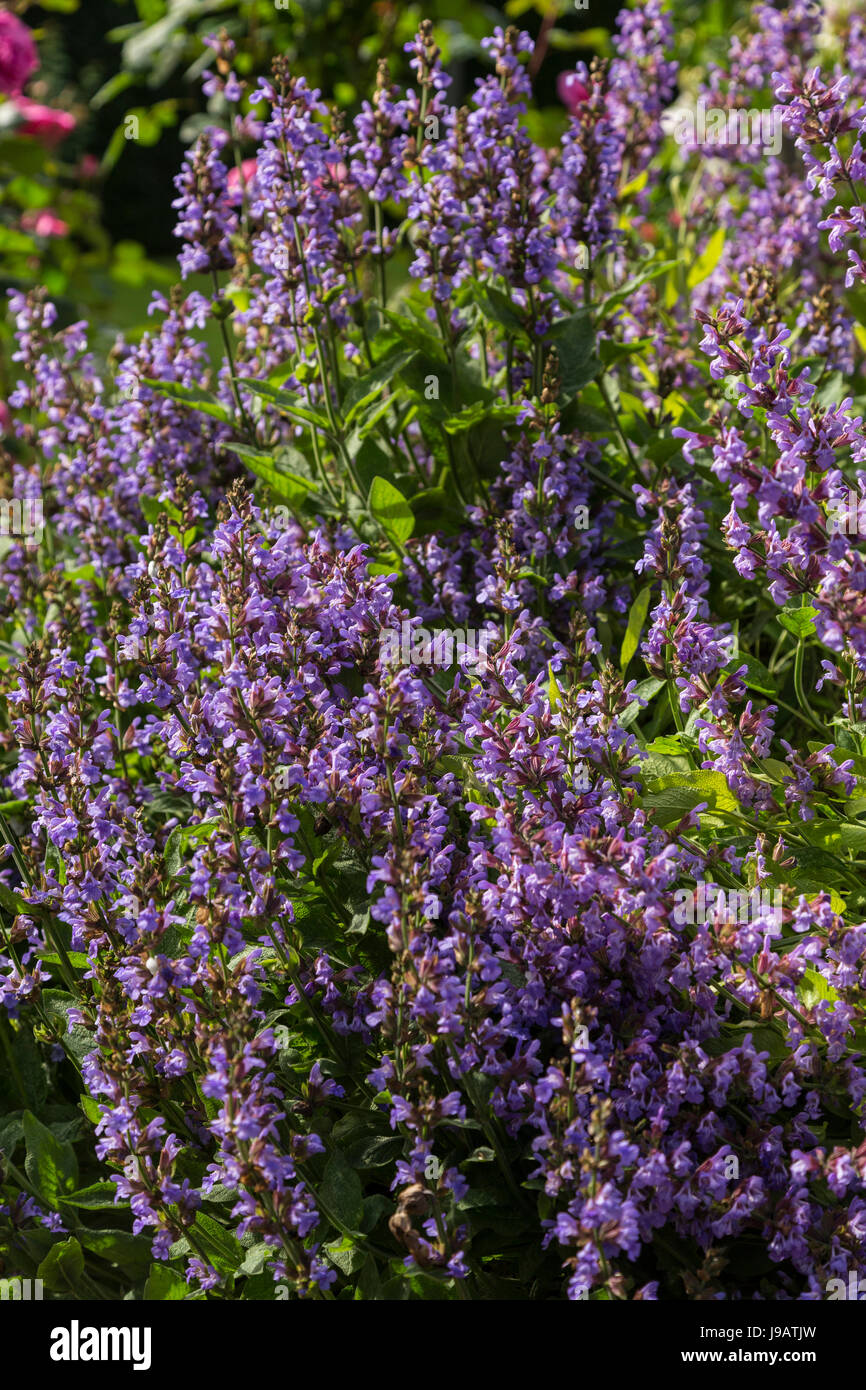 Gemeinsamen Salbei blühen, Salvia Officinalis, die in vielen pflanzlichen Heilmitteln verwendet und hat lila blaue Blüten im Frühsommer Stockfoto