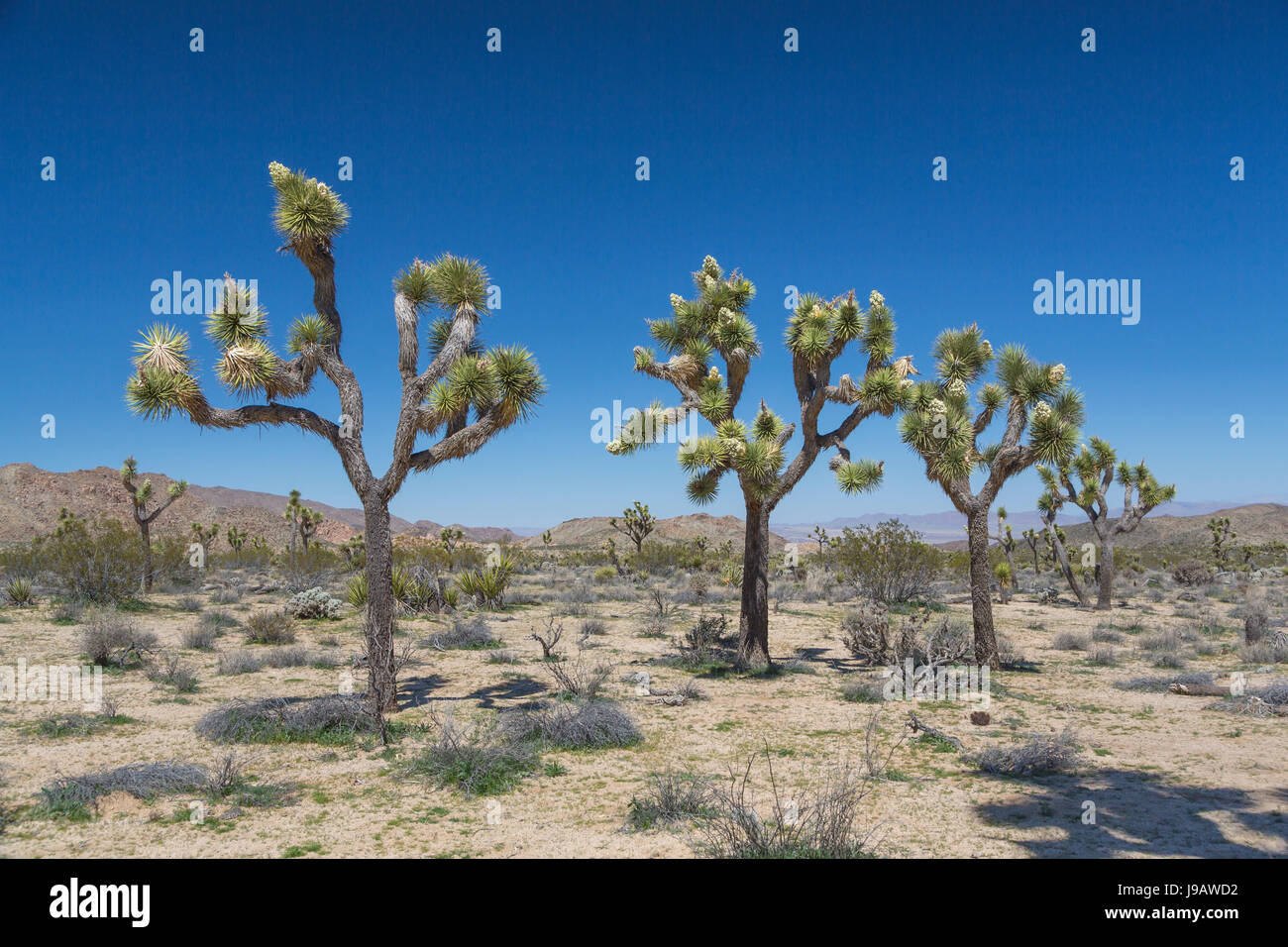 Joshua Bäume blühen im Joshua Tree Nationalpark, Kalifornien, USA  Stockfotografie - Alamy