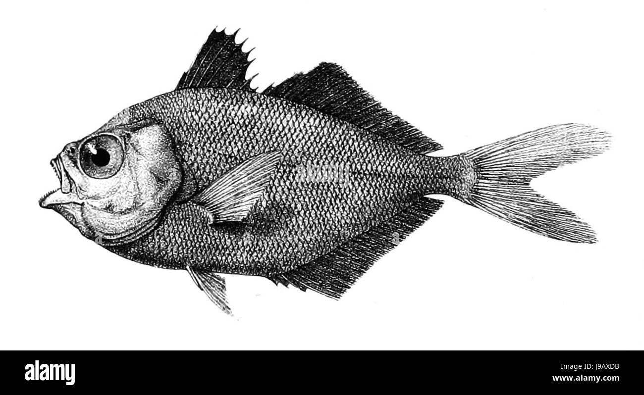 Psenes Javanicus Ford 51C Stockfoto