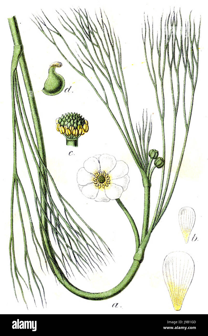 Ranunculus X Sturm58 Stockfoto