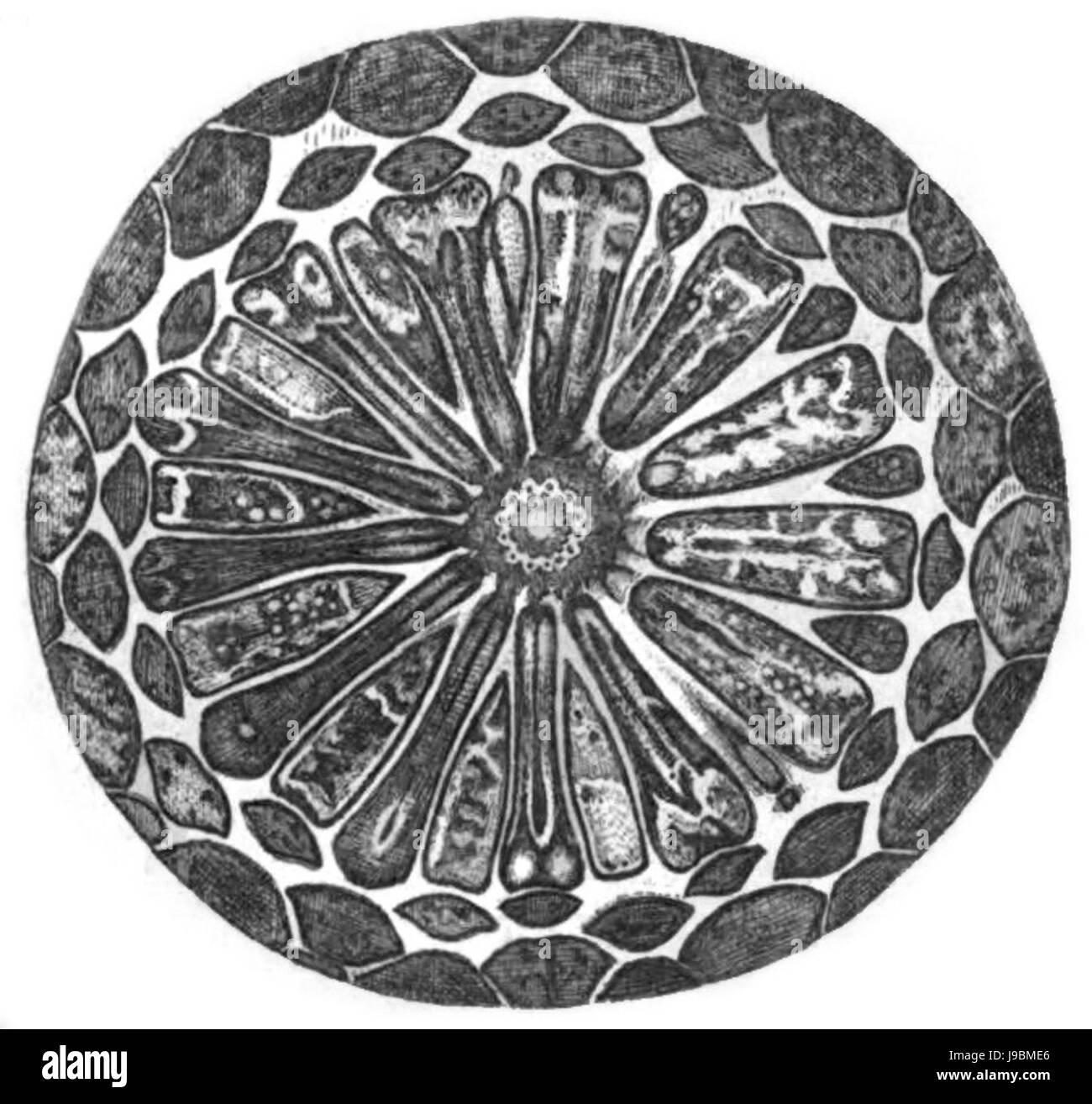 Trans-Linn. SOC London Band 20 Platte 23 Abbildung C Stockfoto