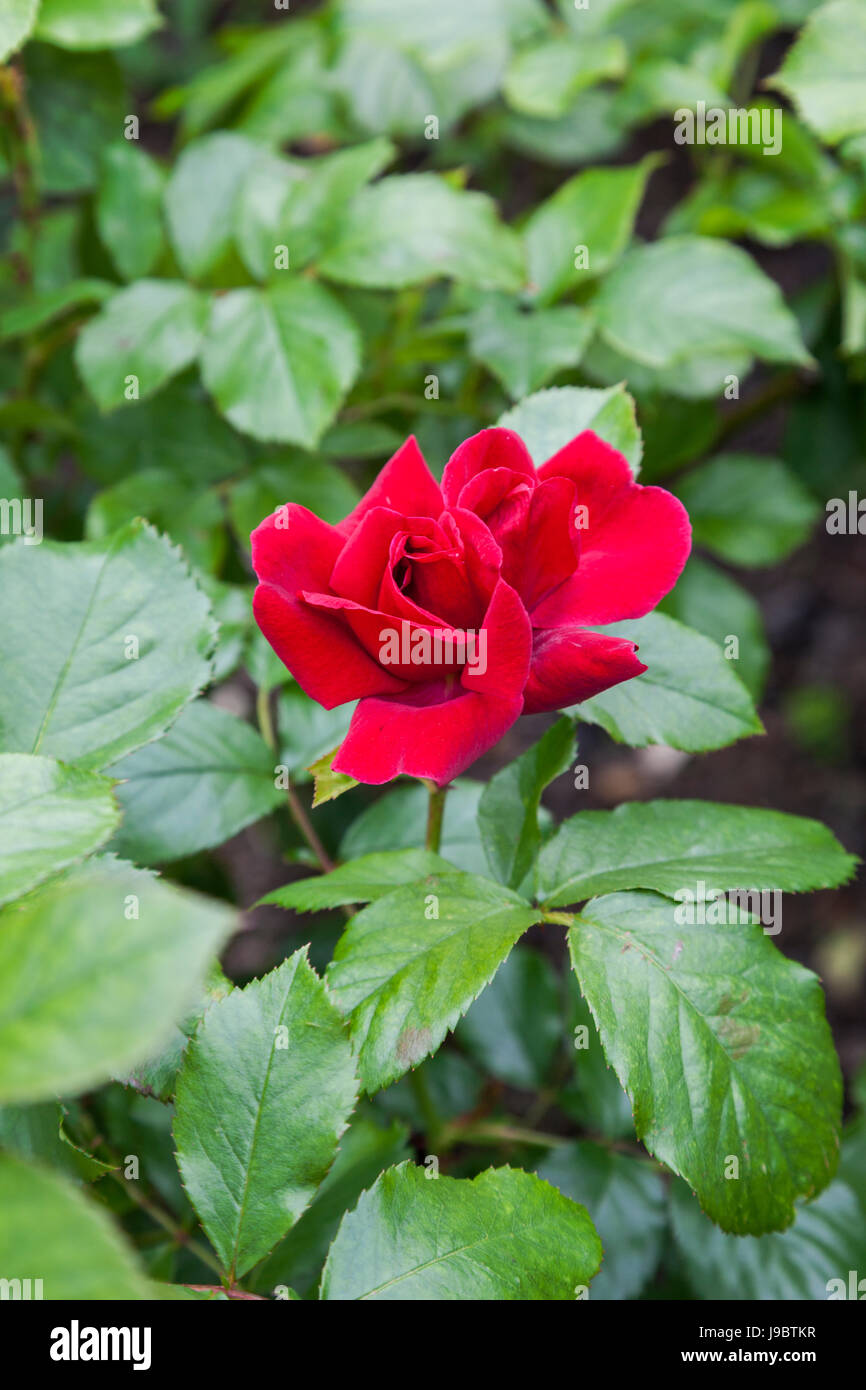 Nahaufnahme der roten Floribunda-Rose namens Rosa Frensham, die in einem englischen Garten, Großbritannien, blüht Stockfoto