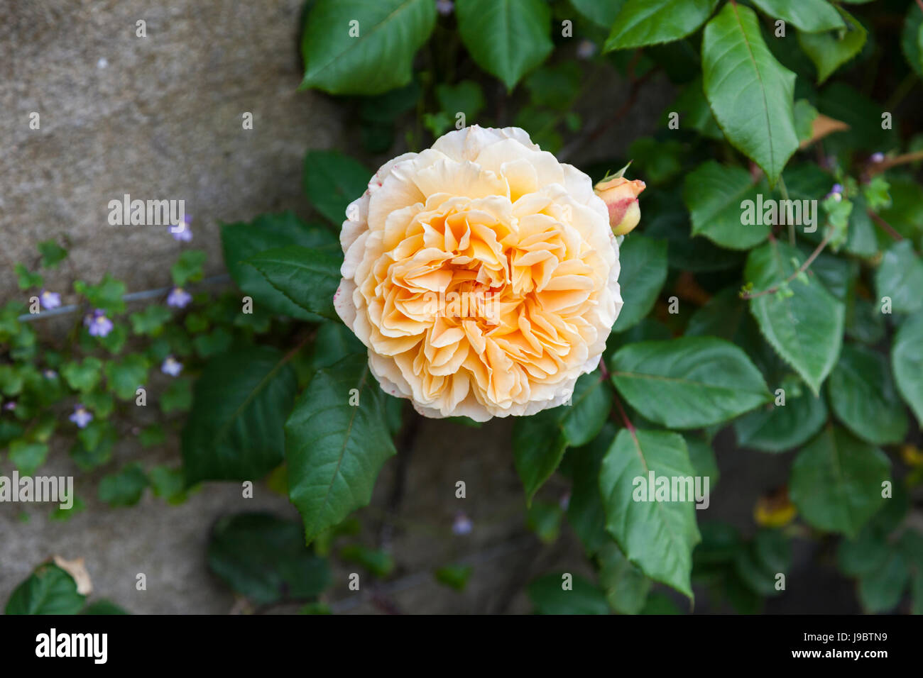 Nahaufnahme von Rosa Crown Princess Margareta A David Austin Kletterrose mit Aprikosenorangen Blüten in einem englischen Garten, England, Großbritannien Stockfoto