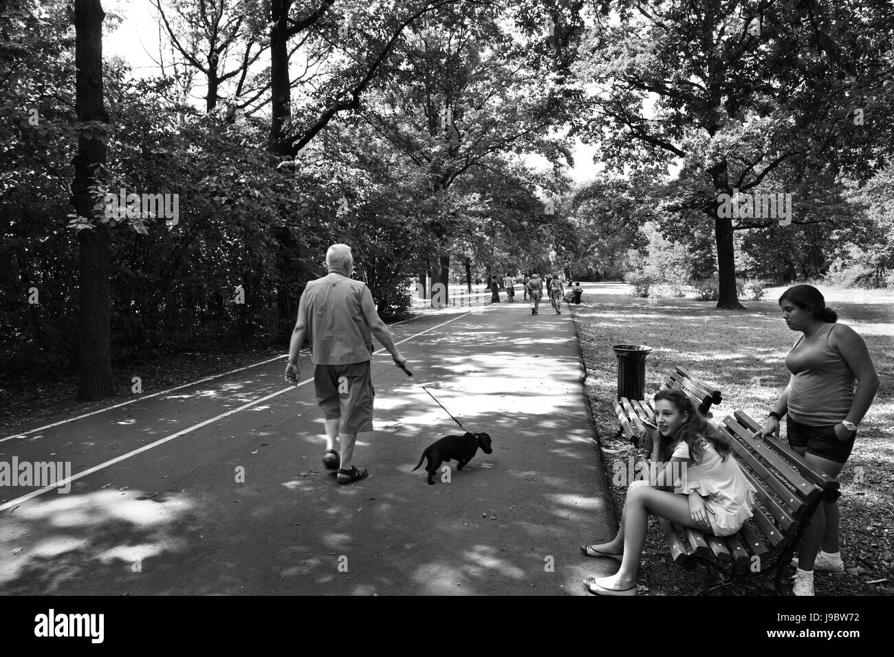 Stadtpark im Sommer. Der Mann mit einem kleinen Hund geht auf der Avenue. Stockfoto