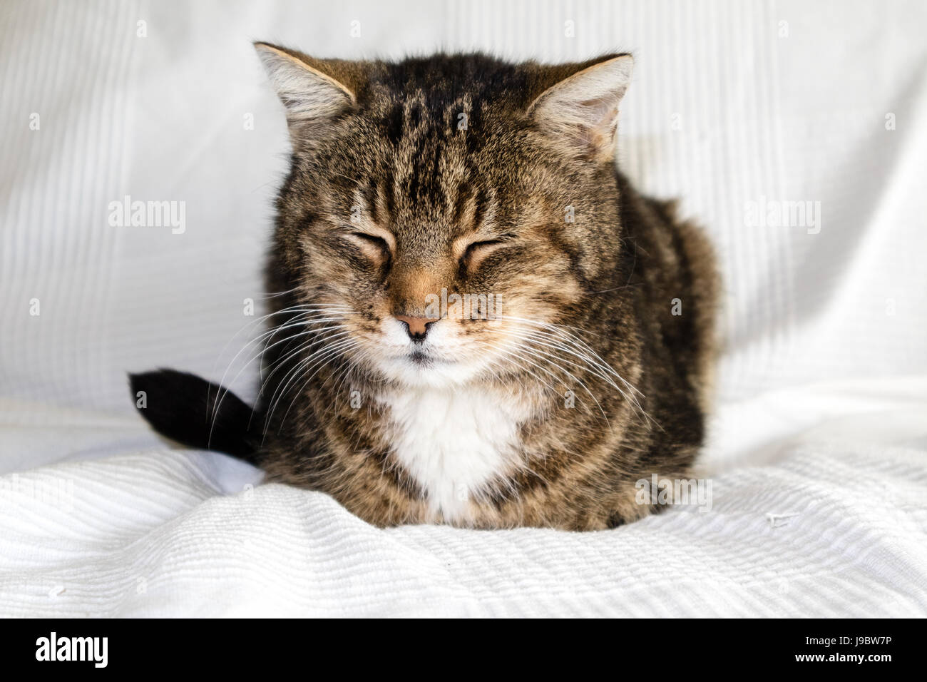 schläfrige Katze auf dem sofa Stockfoto