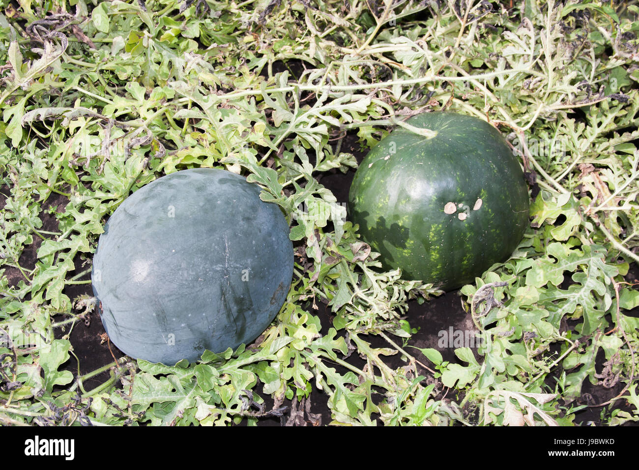 Oldtimer Ural Wassermelonen wachsen im Garten Stockfoto