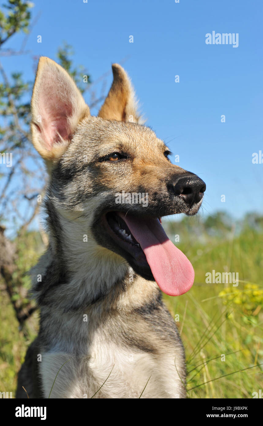 Hund und der wolf -Fotos und -Bildmaterial in hoher Auflösung – Alamy