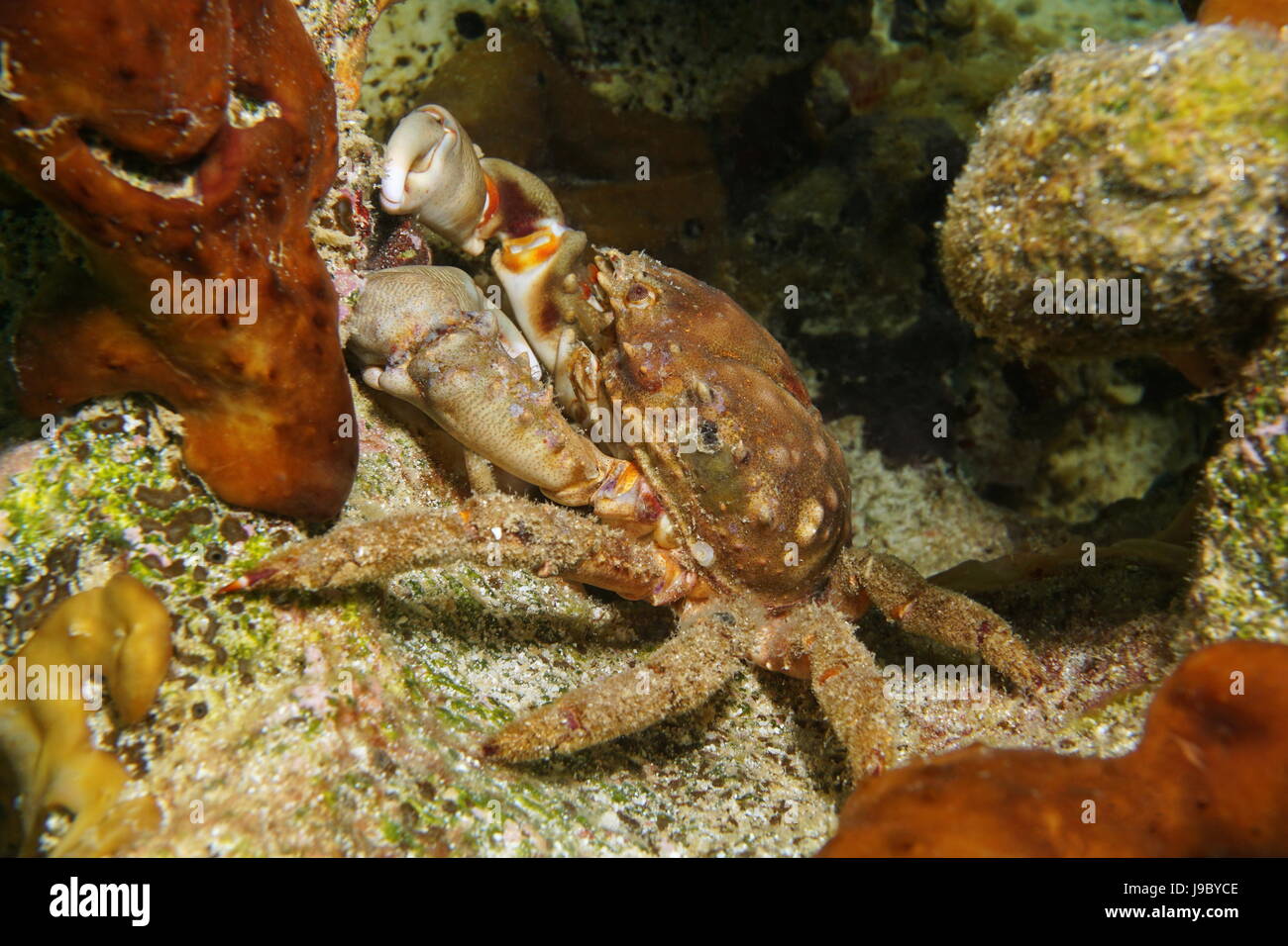 Ein Festhalten Krabbe Mithrax SP., Unterwasser in einem Loch auf dem Riff, Karibik, Panama, Mittelamerika Stockfoto