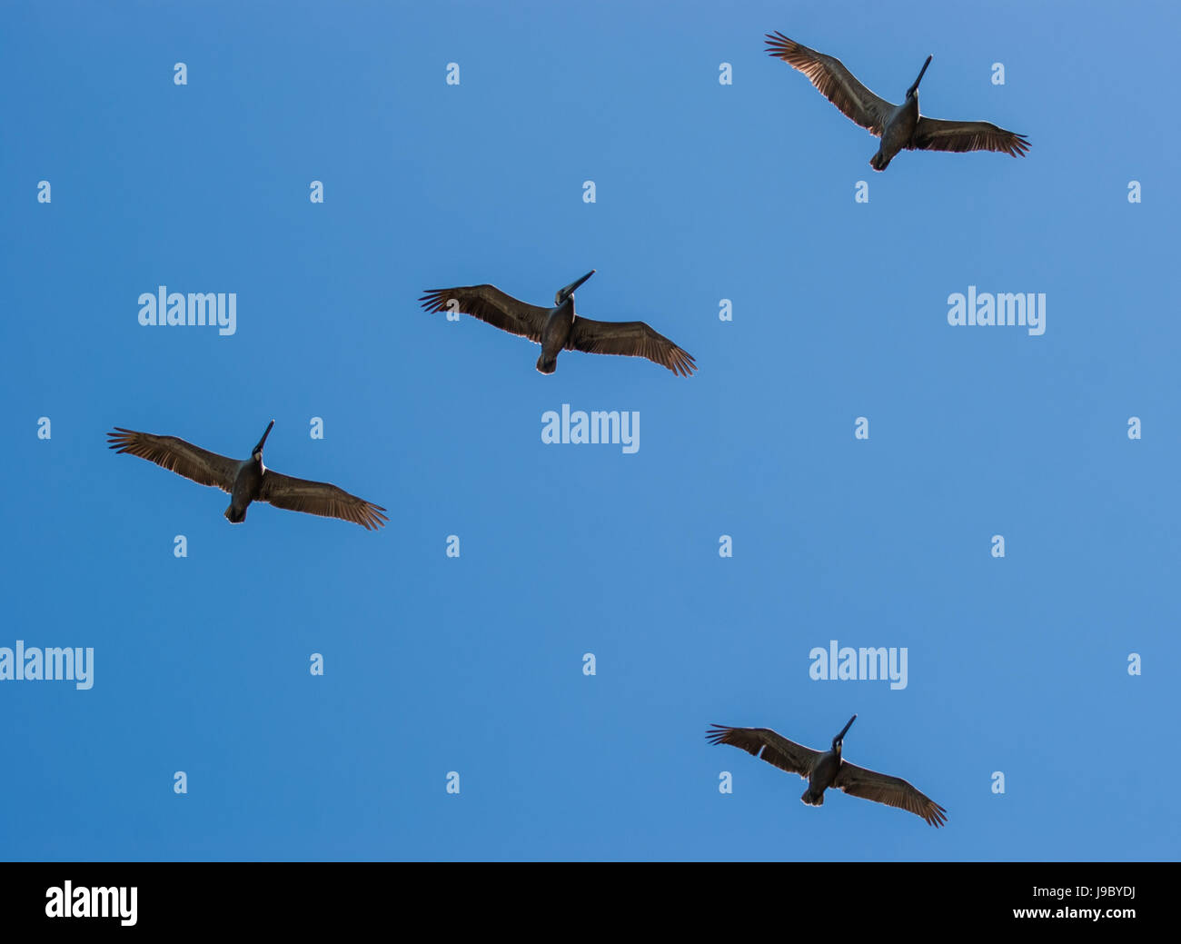 vier Pelikane fliegen in Formation. Es ist eine gerade erschossen vor einem strahlend blauen Himmel. Die Vögel sind anmutig über Kopf gleiten. Stockfoto