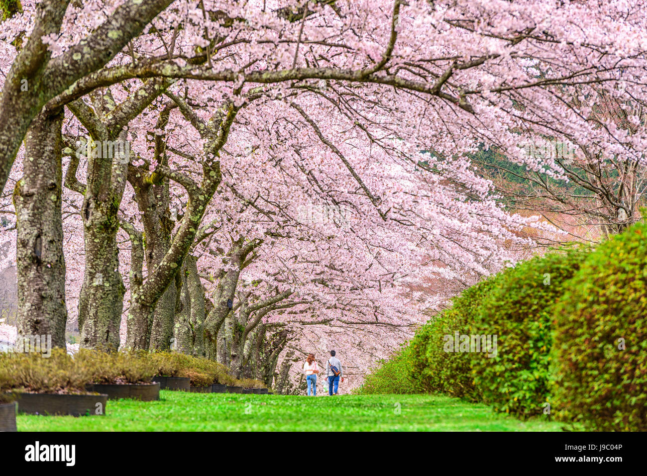 Fuji Reien Friedhof, Shizuoka, Japan im Frühjahr. Stockfoto