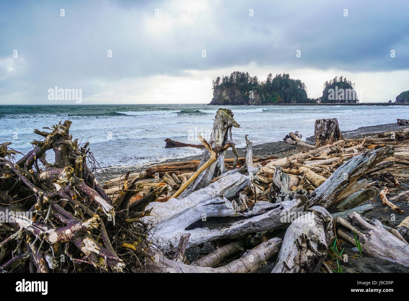 Die bewaldete Trail am Strand von La Push - Gabeln - WASHINGTON Stockfoto