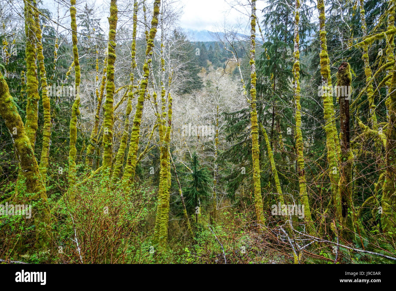 Erstaunliche Regen-Wald in der Nähe von Forks Bogachiel Clallam County - Gabeln - WASHINGTON Stockfoto