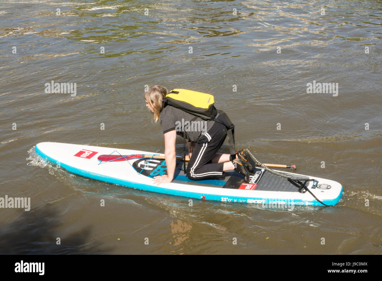 Einen knienden Mann Paddle Boarding auf der Themse in Richmond, Surrey, Großbritannien Stockfoto Einen knienden Mann Paddle Boarding auf der Themse in Richmond, Surrey, Großbritannien Stockfoto