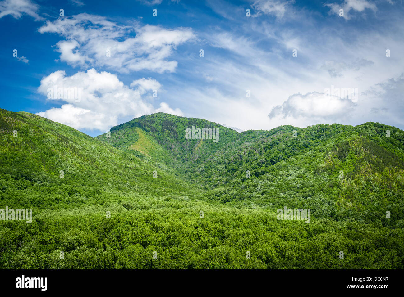 Sommer Landschaft in den Smoky Mountains in der Nähe von Gatlinburg, Tennessee. Stockfoto