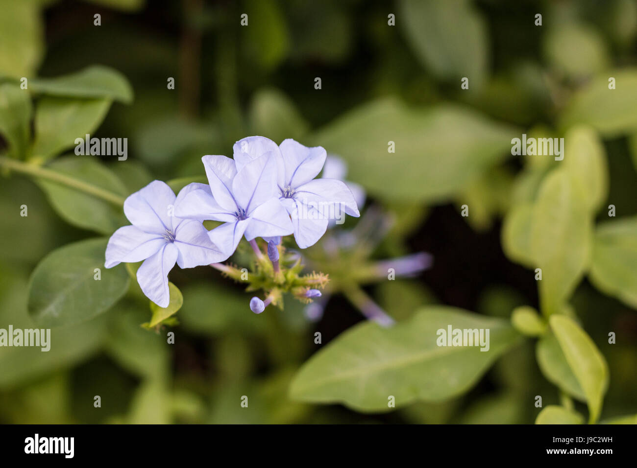 Drei kleine Blumen blühen in New South Wales, Australien Stockfoto