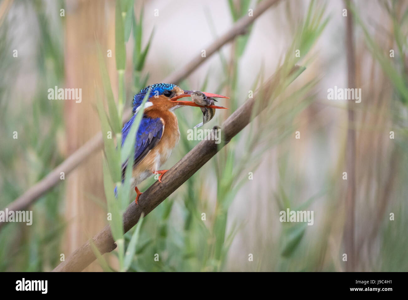 Malachit-Eisvogel mit Fisch, unter Schilf am Ufer des Chobe Flusses, Botswana.  Die Fische und die Vögel Blickkontakt gut! Stockfoto
