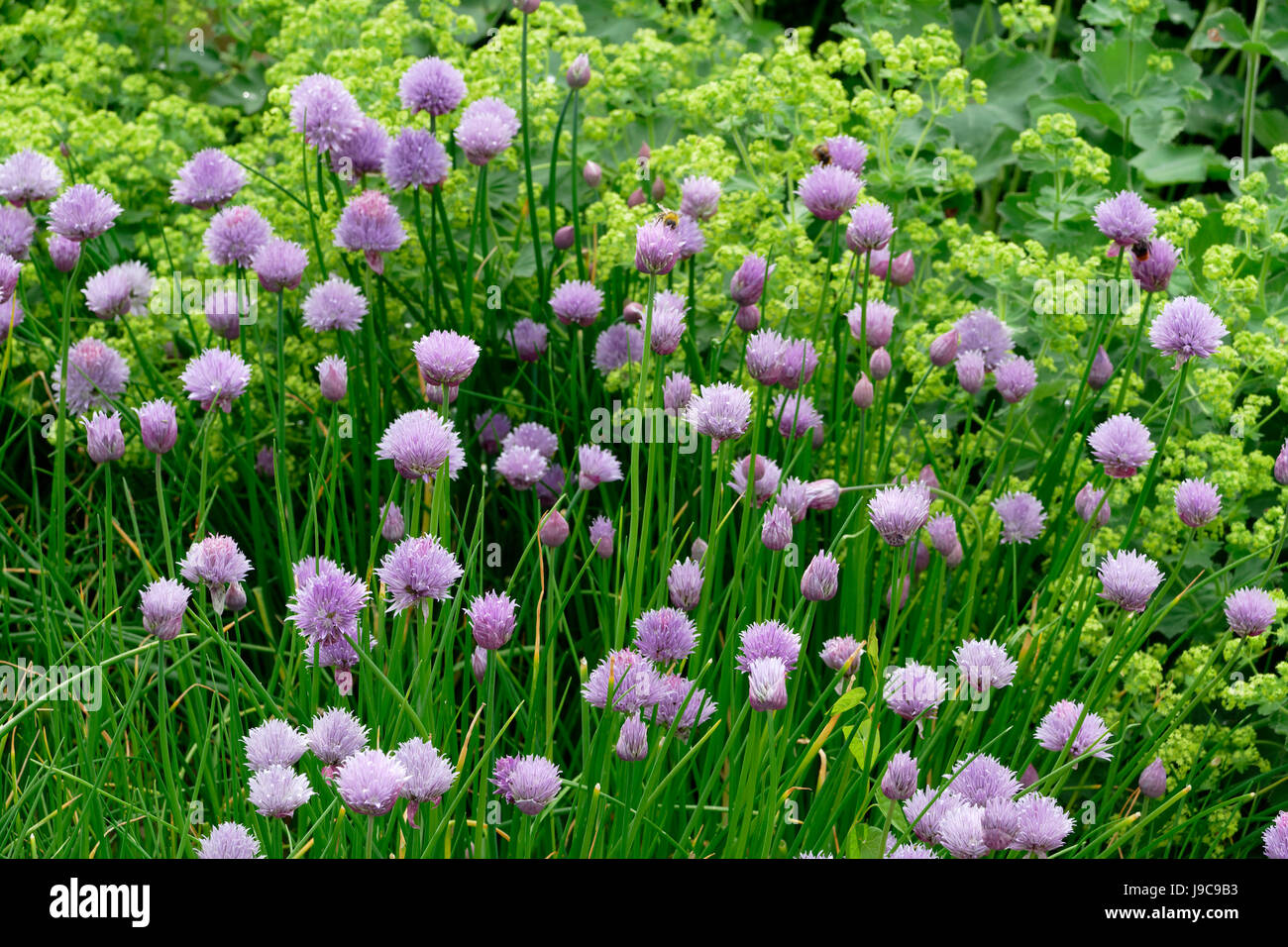 Schnittlauch (Allium Schoenoprasum) im Mai. Westfrankreich. Stockfoto
