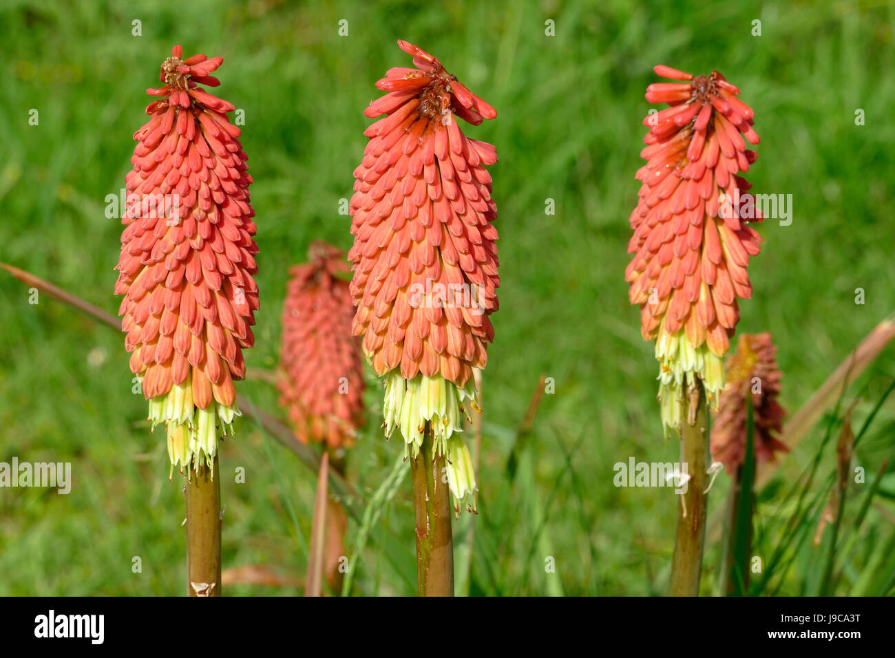 Blumen von Tritoma (Kniphofia), andere häufige Namen: rote heiße Poker, Fackel-Lilie, Poker-Pflanze. Stockfoto