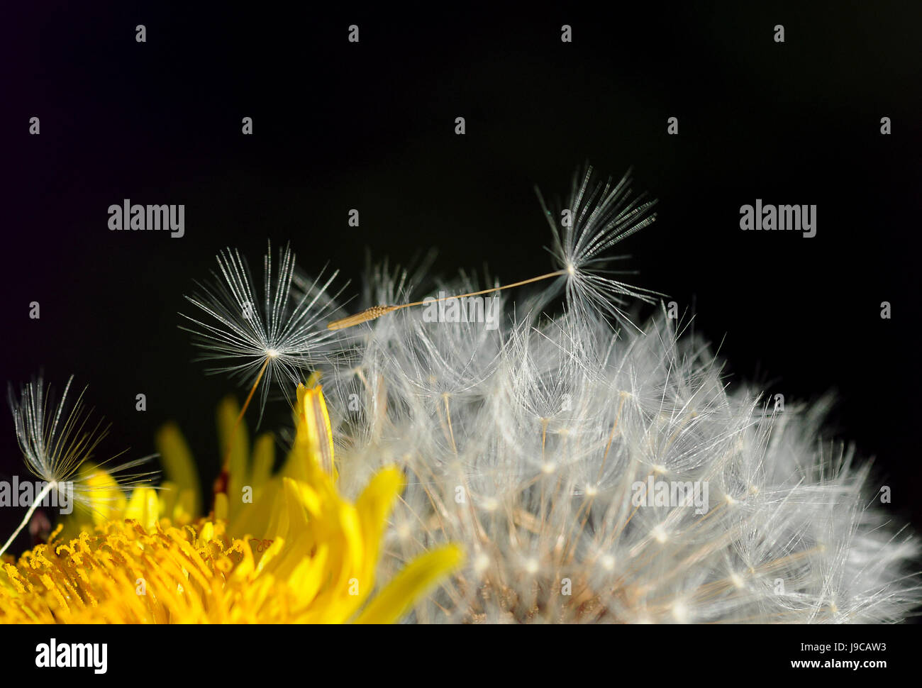 Pusteblumen, Löwenzahn, Widerrist, schwarz, dunkelhäutigen, tiefschwarze, tiefschwarz, Pusteblumen, Stockfoto