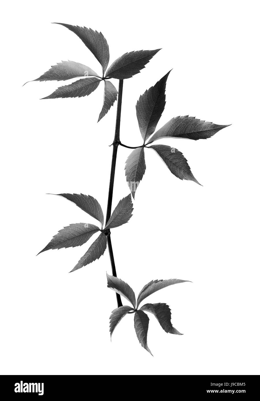 Schwarz / weiß-Zweig der Trauben verlässt. Parthenocissus Quinquefolia Laub. Isoliert auf weißem Hintergrund. Stockfoto
