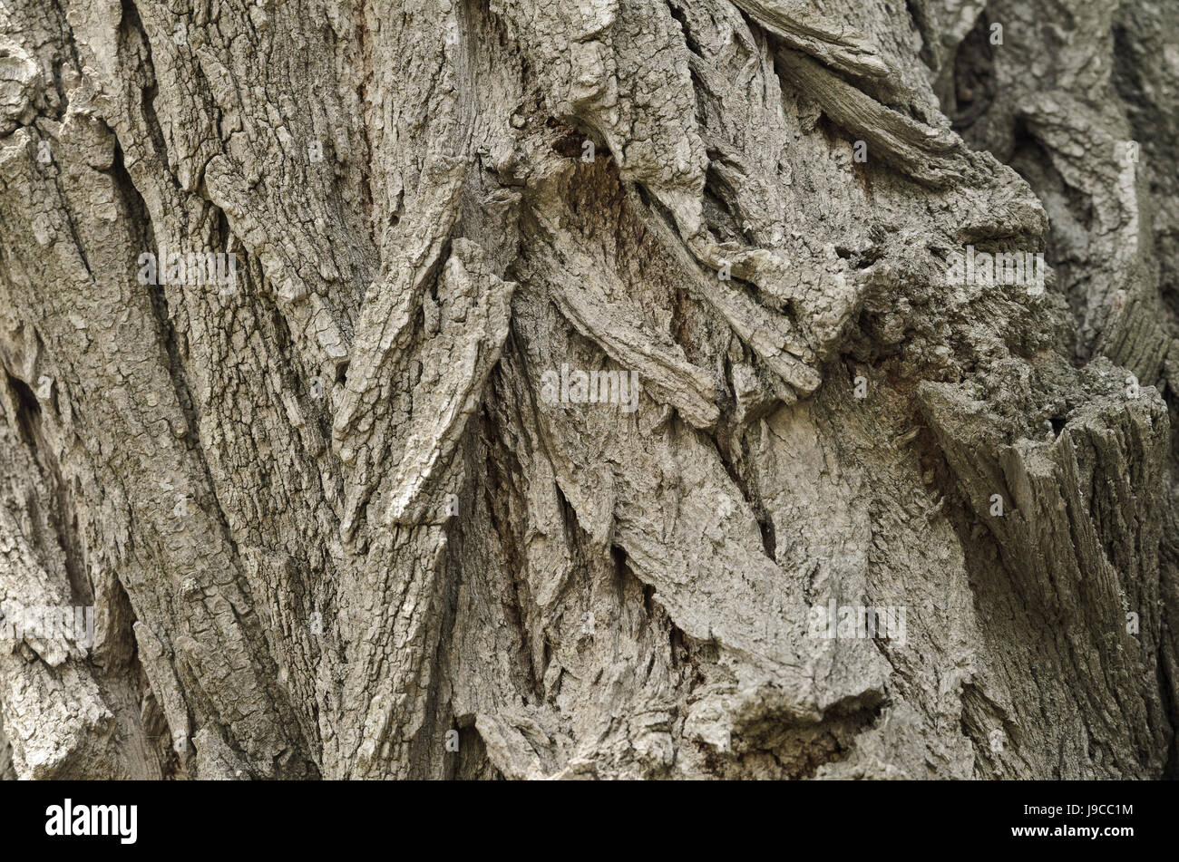 Die Rinde der Redwood Akazie, die vertikale Richtung der Linien des Standortes Stockfoto