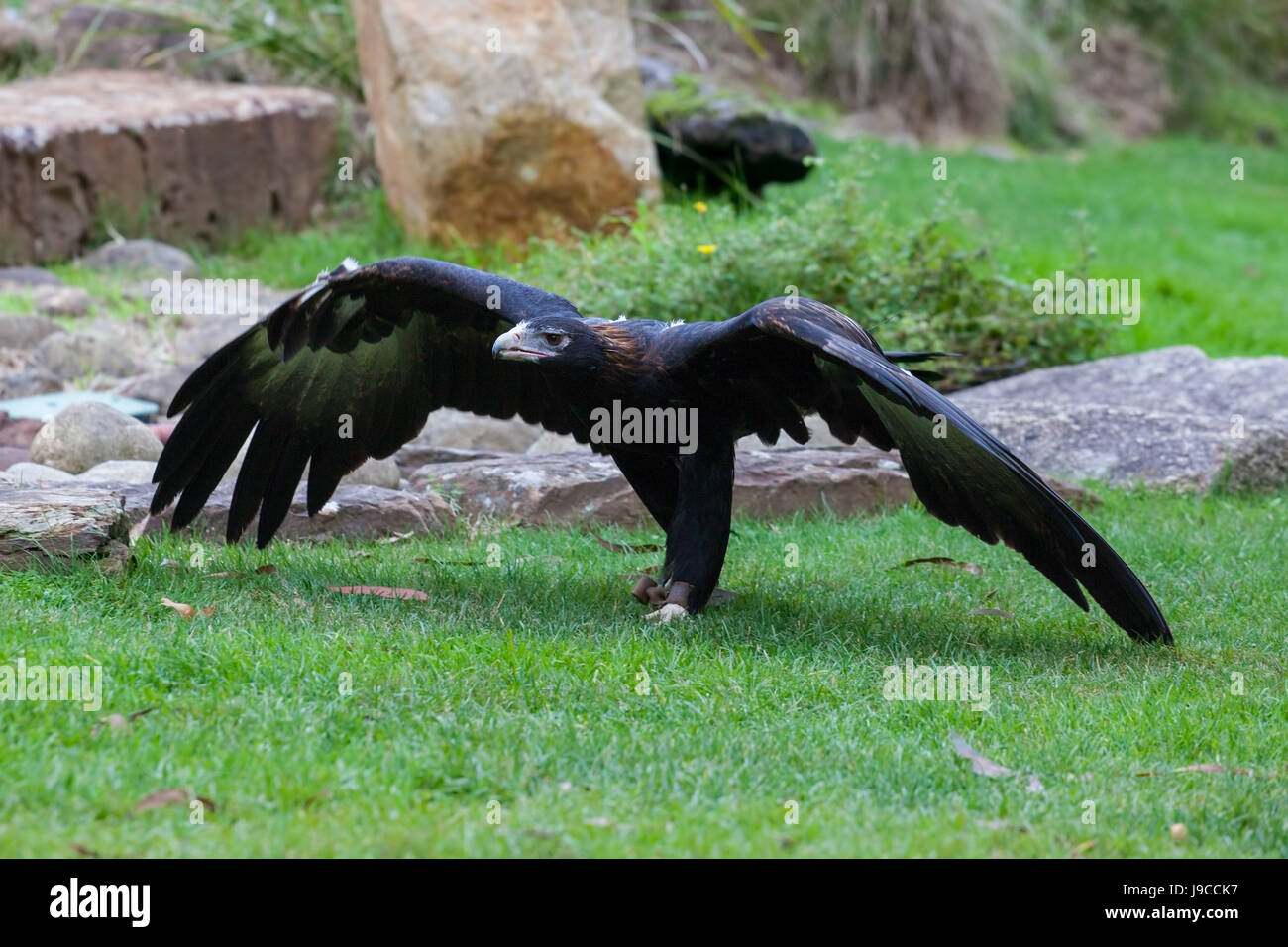 Wedge-tailed Eagle riesige Flügel ausbreitet Stockfoto