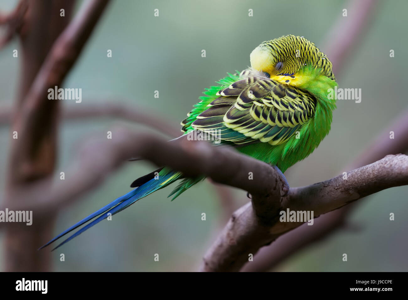 Wellensittich - Song Papagei Sitzstangen und schlafenden closeup Stockfoto
