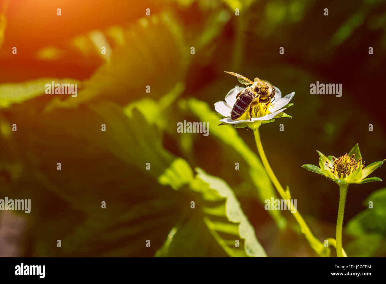 Die Biene bestäubt die Erdbeere Blüte. Insekt auf eine weiße Blume Stockfoto