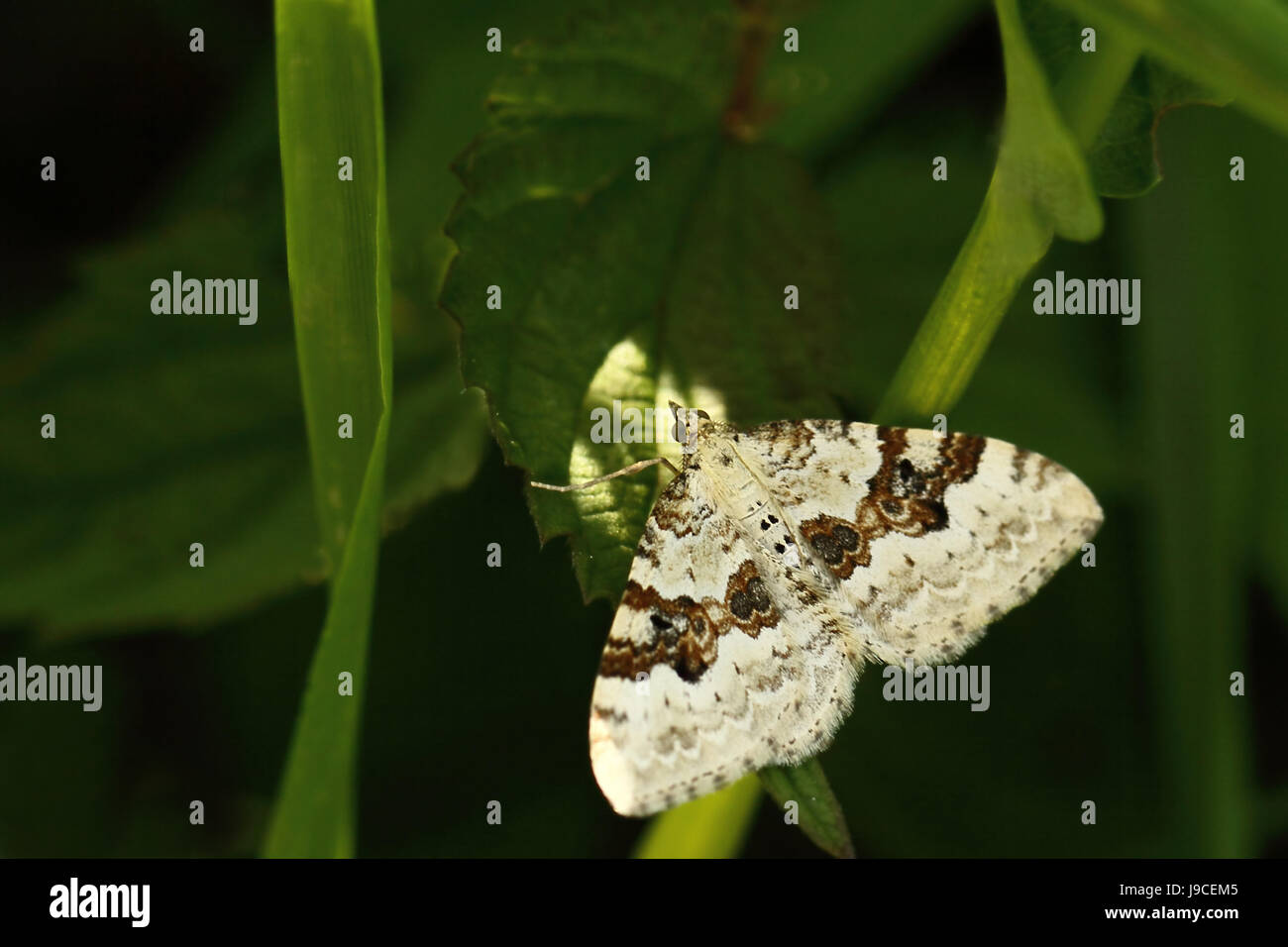 schwarz braun gebändert Klinge Spanner, Xanthorhoe montanata Stockfoto