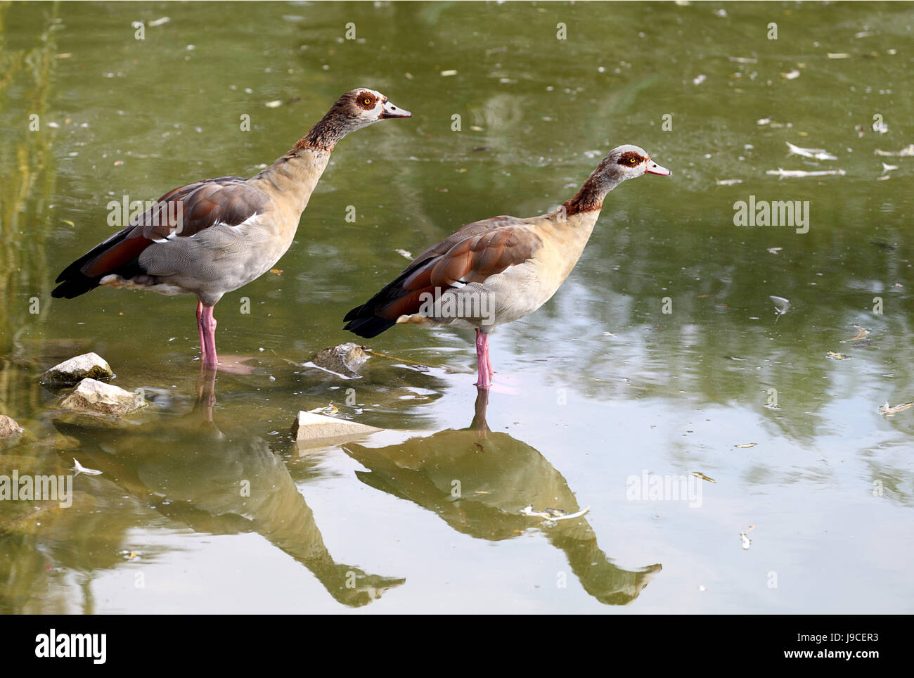 Gans, Nil, Vogel, Auge, Orgel, Vögel, Flügel, Spiegelung, Schnabel, Reflexion, Stockfoto