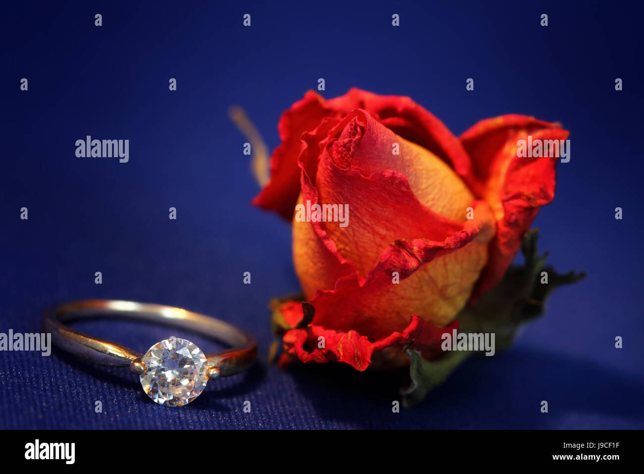 Rose und ring Stockfoto