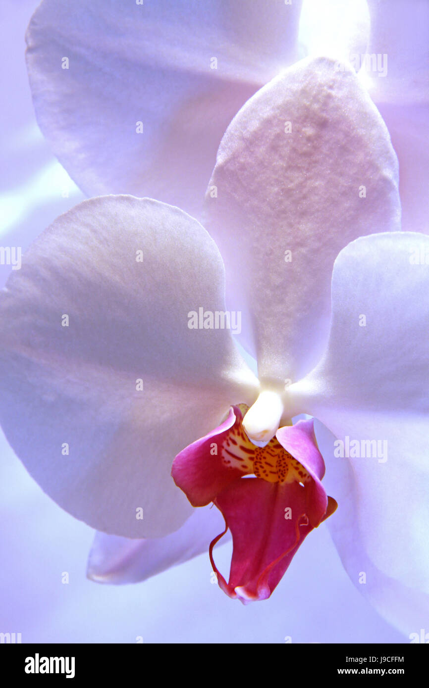 Orchidee im bltenwei Stockfoto