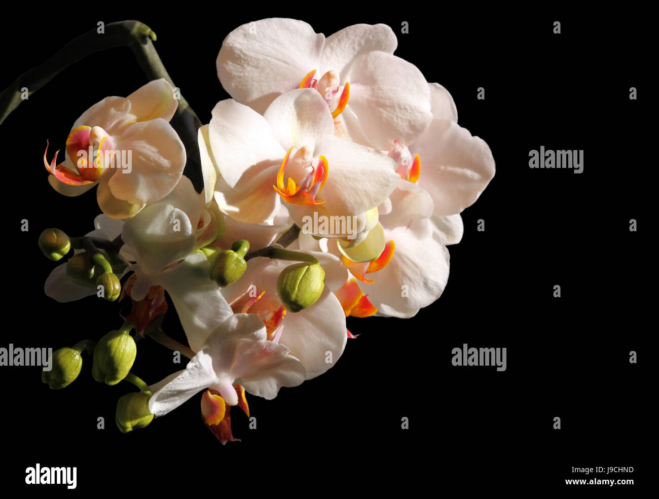 Orchideen Zweig vor schwarzem Hintergrund Stockfoto