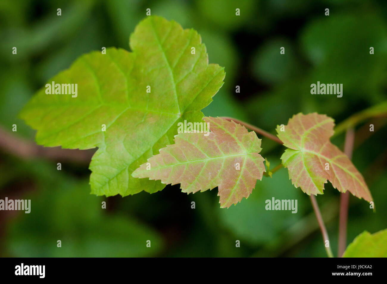 Rot-Ahorn Baum Sämling verlässt (Acer Rubrum) - USA Stockfoto