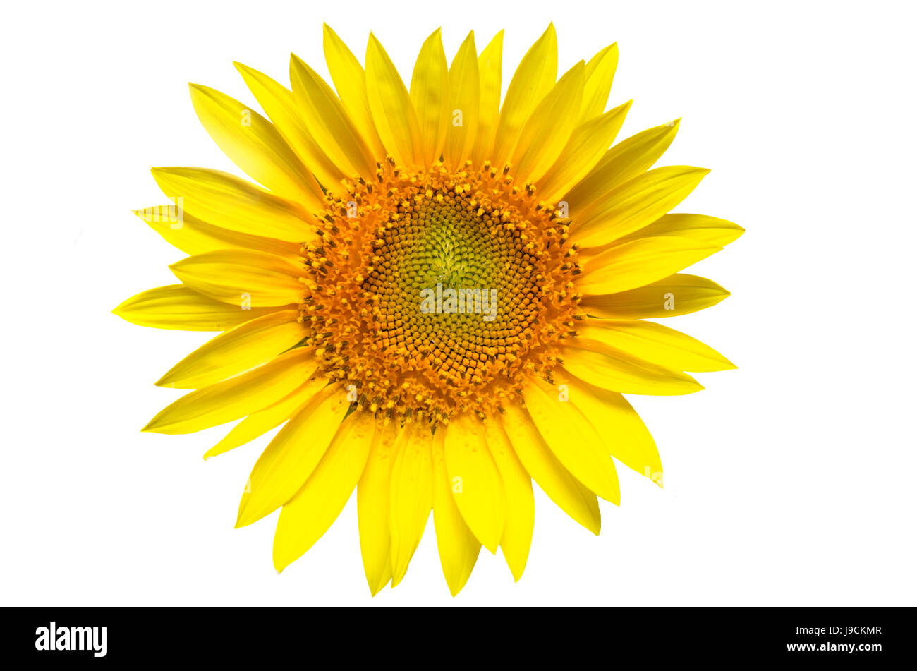 Sonnenblume isoliert auf weißem Hintergrund Stockfoto