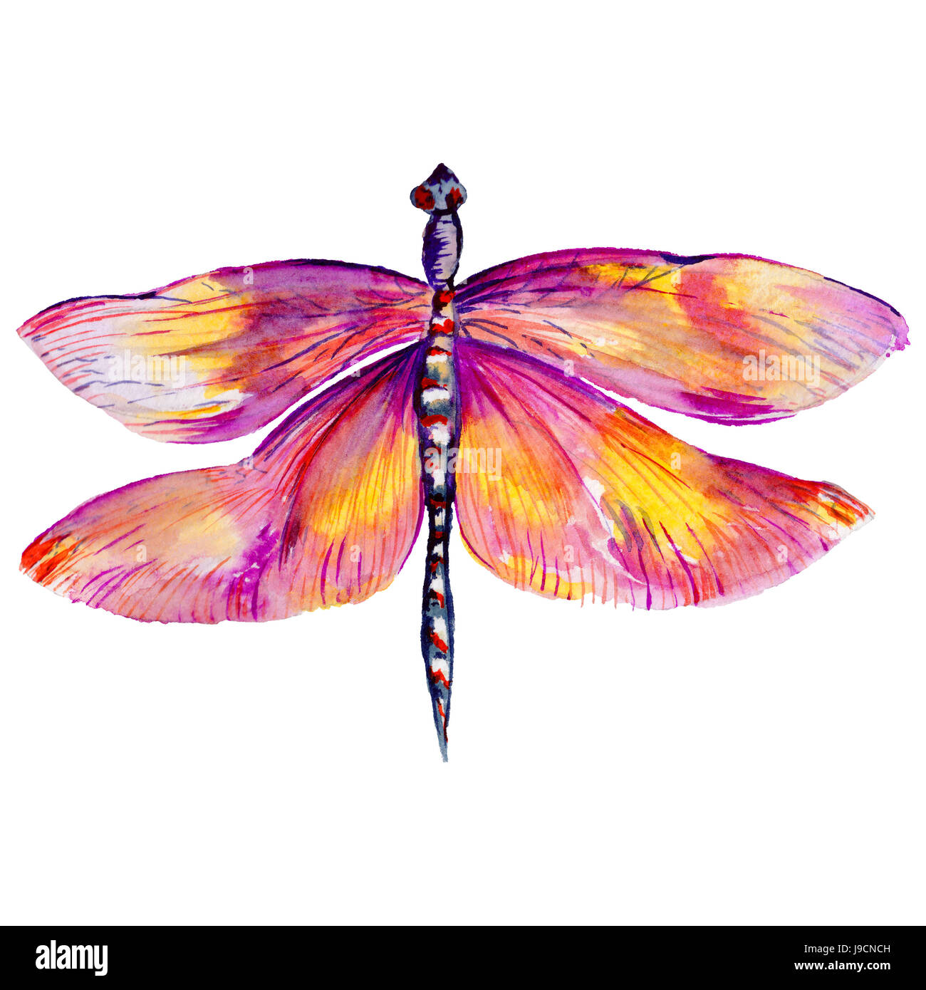 Insekt Aquarell Stockfotos und -bilder Kaufen - Alamy
