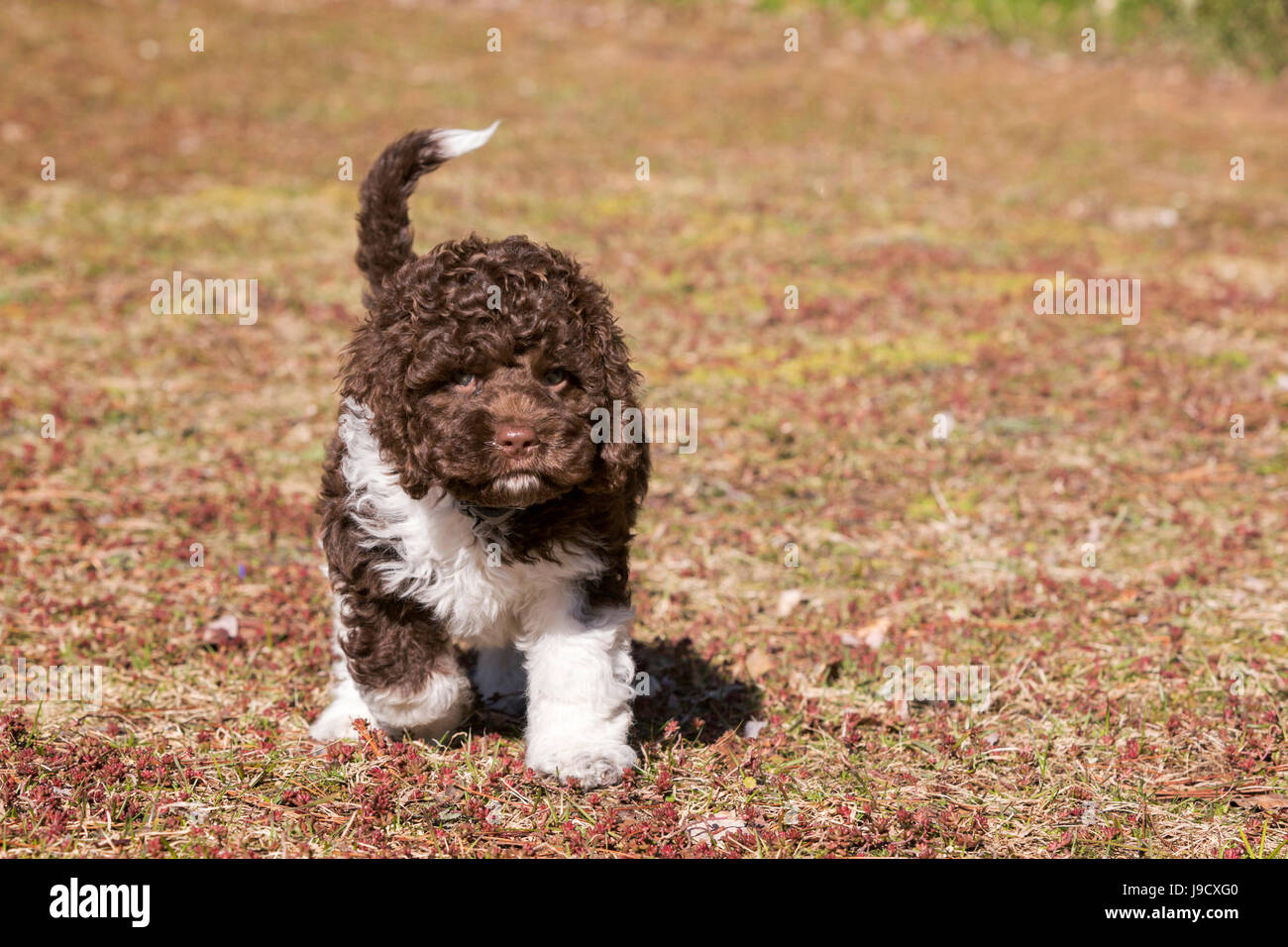 Niedliche pelzige braunen und weißen Welpen cockapoo Stockfoto