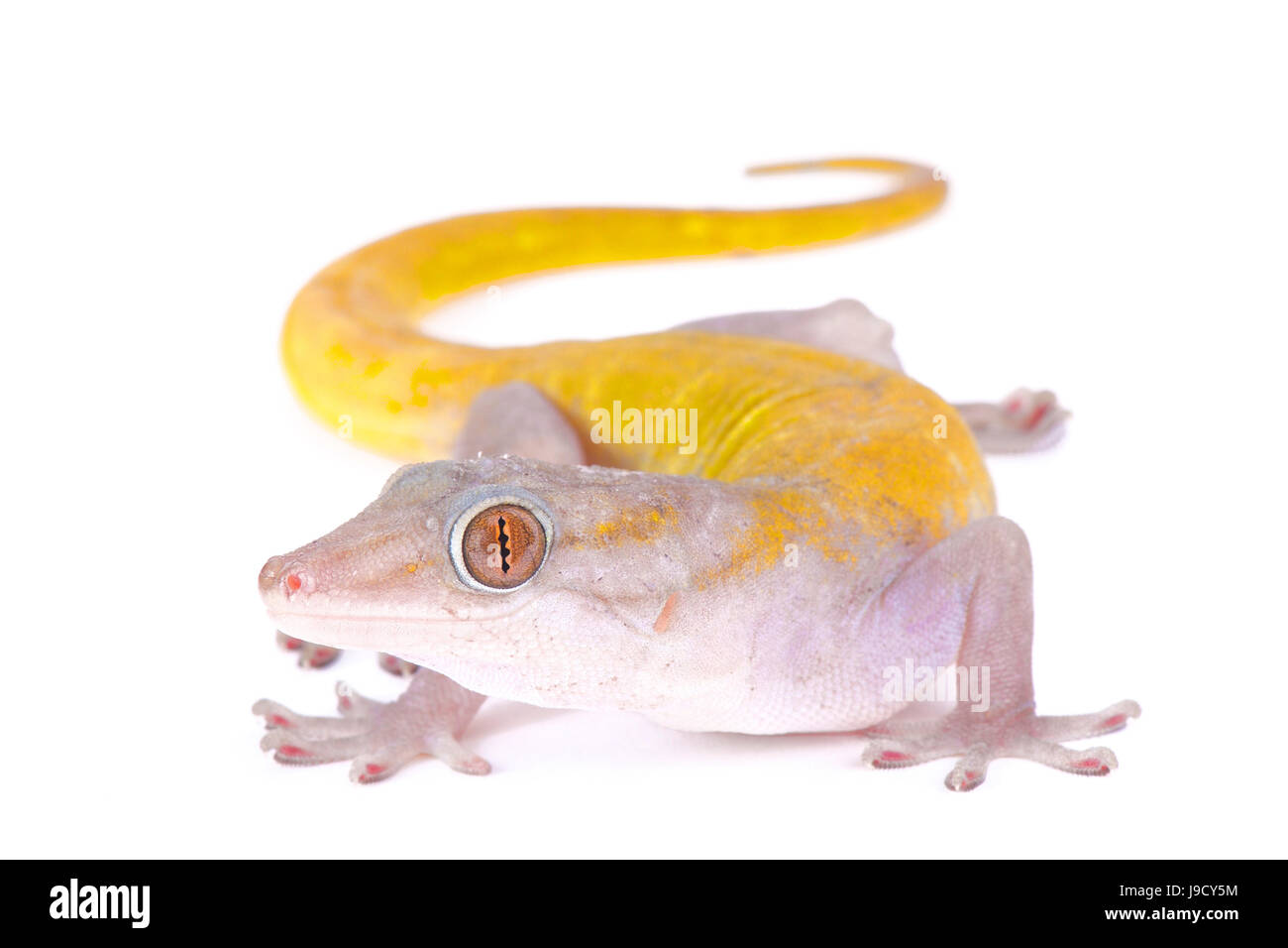 Golden Gecko, Gekko badenii Stockfoto
