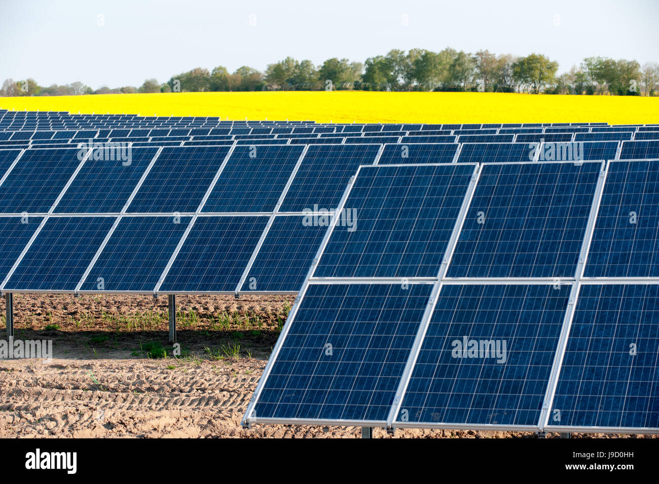 Sonnenkollektoren in einem Raps-Feld Stockfoto