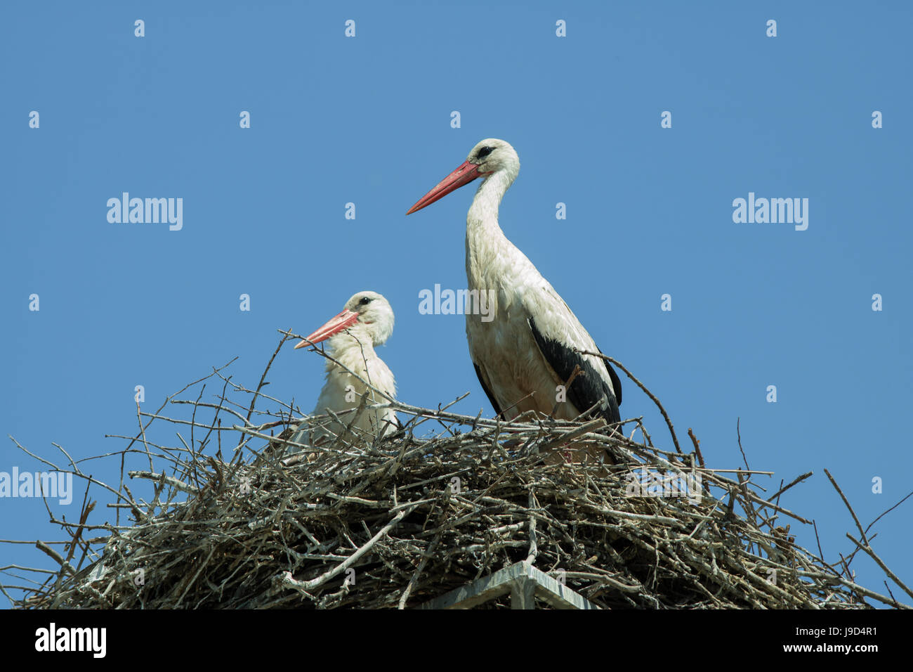 Ein paar Weißstörche im nest Stockfoto