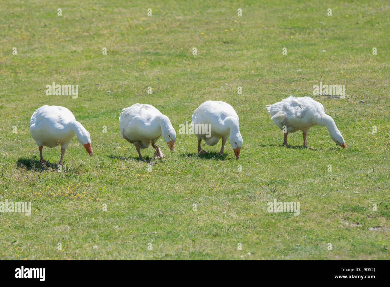 Ein Schwarm Gänse auf der Weide Stockfoto