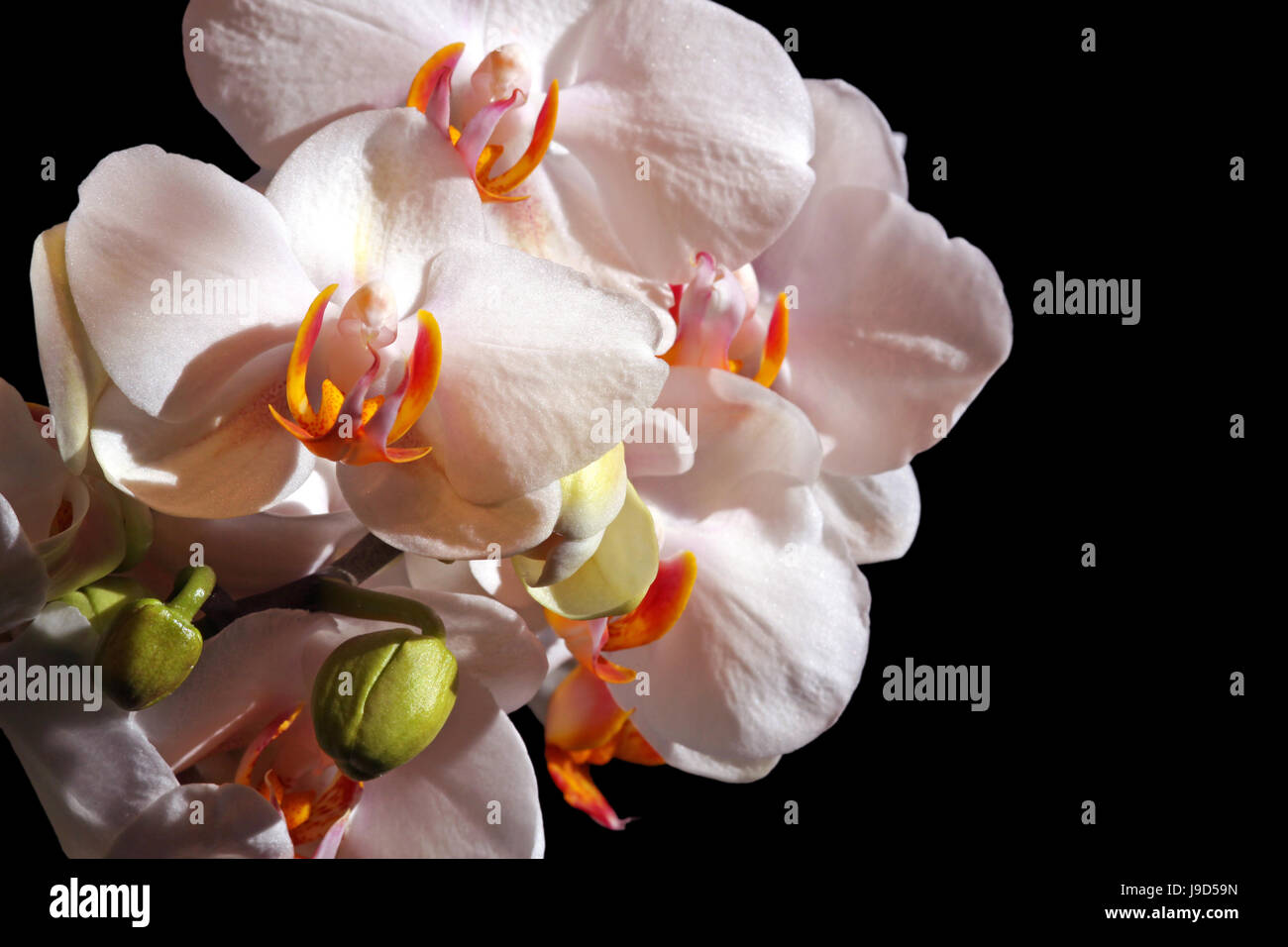 Makro, Nahaufnahme, Makro-Aufnahme, Nahaufnahme Blick, Orchidee, Pflanze, Blume, Knospen, Stockfoto