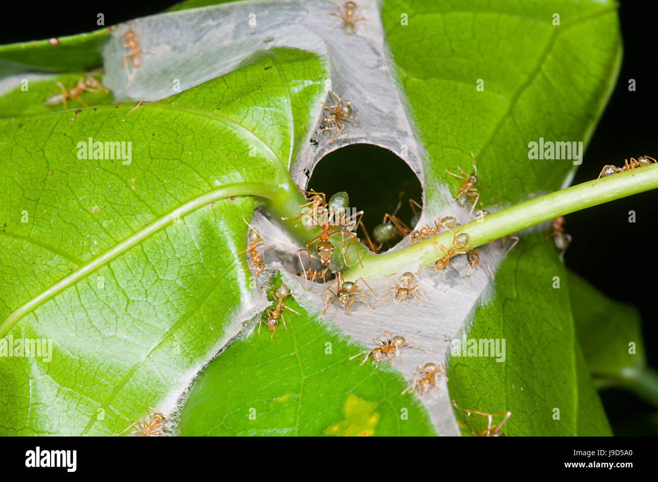 Grüner Baum Ameisen (Oecophylla Smaragdina) bei ihren Nesteingang Far North Queensland, FNQ, QLD